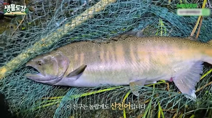 족대에 잡힌 산천어. / 유튜브 TV생물도감