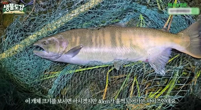 족대에 잡힌 산천어. / 유튜브 TV생물도감