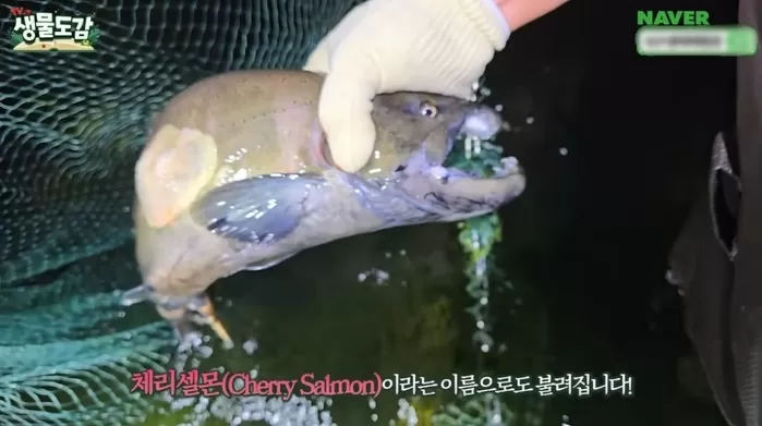 체리셀몬이라고도 불리는 산천어. / 유튜브 TV생물도감