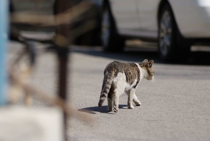 부산서 발견된 불에 탄 고양이 사체... “종교단체가 제물로 사용” 충격 주장 제기됐다