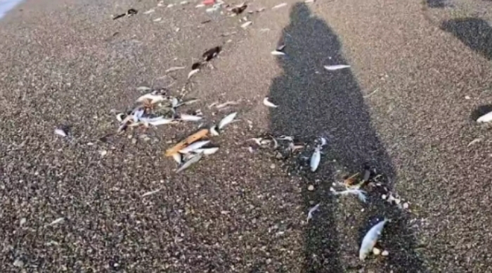 ‘규모 7.6’ 아오모리 강진 발생한 날, 홋카이도 해변에서 벌어진 충격적인 일