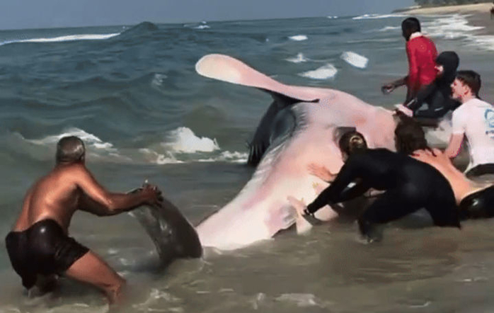 해변으로 떠밀려와 탈진한 ‘고래상어’ 보고 힘 합쳐 바다로 돌려보내준 관광객들 (영상)