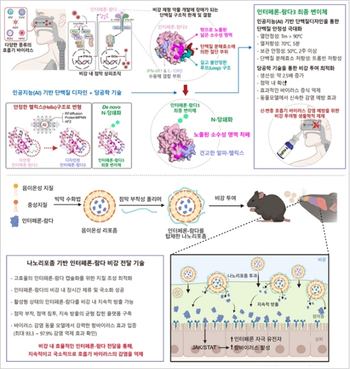KAIST 연구팀이 비강 투여용 인터페론-람다3 변이체와 나노리포좀 기반 수송체를 개발했다. / KAIST