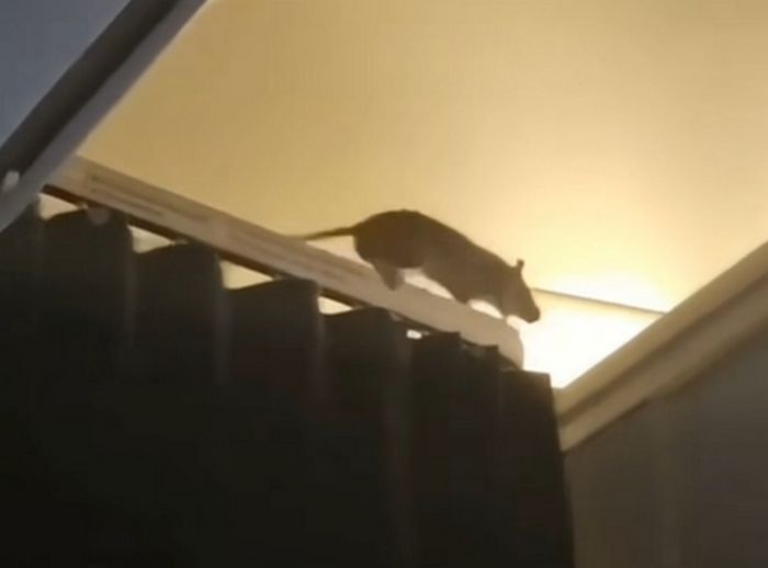 비행기 안에 울려퍼진 승객들의 비명... 벽 타고 돌아다니는 ‘거대 쥐’ 포착 (영상)