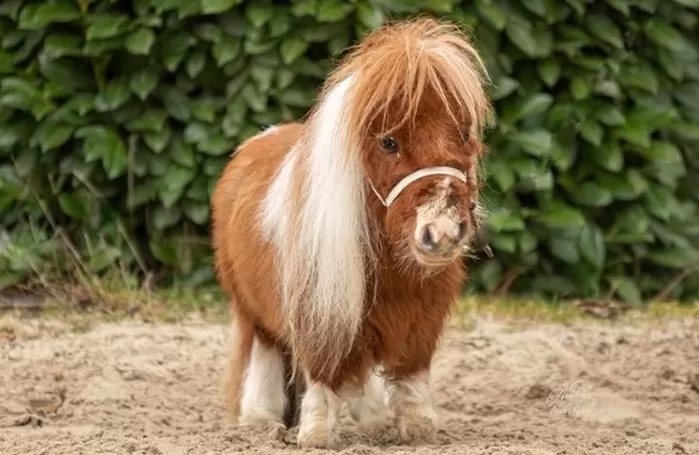 [뉴시스] 세계에서 가장 키가 작은 말이 공개돼 온라인에서 화제를 모으고 있다. (사진=기네스월드레코드 캡처) *재판매 및 DB금지 *재판매 및 DB 금지