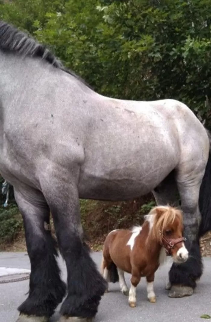 [뉴시스] 세계에서 가장 키가 작은 말이 공개돼 온라인에서 화제를 모으고 있다. (사진=기네스월드레코드 캡처) *재판매 및 DB금지 *재판매 및 DB 금지
