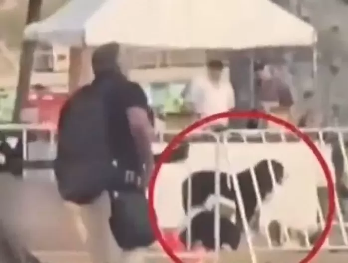 총성 울려도 ‘끝까지 충성’... 시드니 총격 현장서 사망한 주인 곁 지킨 반려견