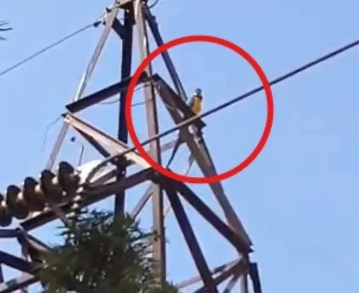 송전탑 위 ‘애완 앵무새’ 구조하려던 남성, 고압전선 감전사
