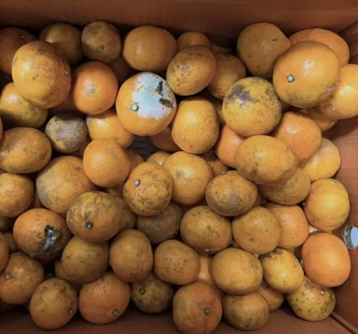 한 인플루언서가