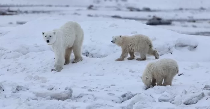 캐나다 연구진이 포착한 북극곰 가족의 모습. BBC 갈무리