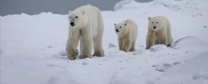 최근 다른 새끼를 입양해 데리고 다니고 있는 북극곰 X33991과 그 새끼들. 폴라베어스 인터내셔널 웹페이지 캡처