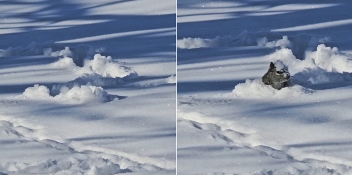 “눈 밭이 스스로 움직여요!”... 여성 놀라게 한 깜찍한 얼굴의 정체 (영상)