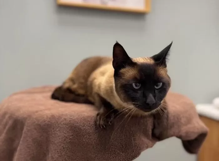 “우리 고양이 돌려줘”... CCTV에 찍힌 배송기사의 반려묘 납치극