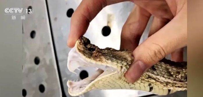 ‘주토피아 2’ 열풍에 中서 ‘반려 살모사’ 인기... 먹이주다 손가락 절단