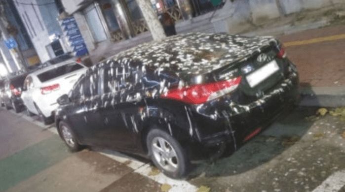 “차에 내린 하얀 똥 범벅”... 수원 뒤덮은 까마귀에 시민들 피해 호소