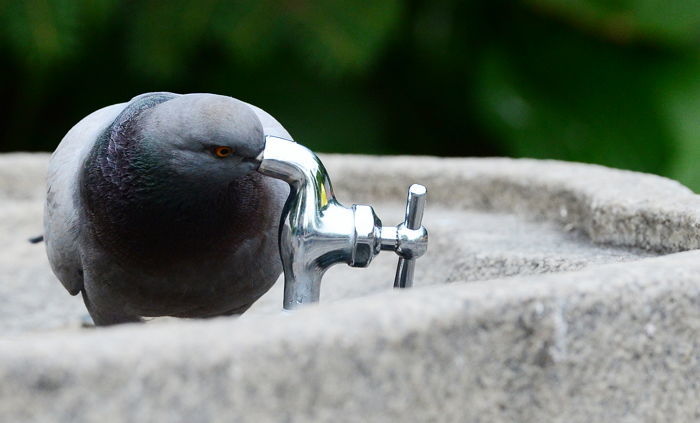 비둘기 날갯짓 한번 할 때마다 '비듬, 각질' 우수수 떨어져 수십 미터 ...