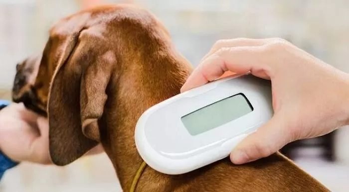 기사의 이해를 돕기 위한 자료 사진 /&nbsp;Cadet Pet