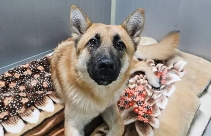 교도소 및 구치소에서 사용되던 낡은 담요가 유기동물보호소의 동물들에게 전달됐다. 사진은 서울 강서구에 있는 ‘팅커벨프로젝트 입양센터’의 유기견들이 기증받은 담요를 사용하는 모...