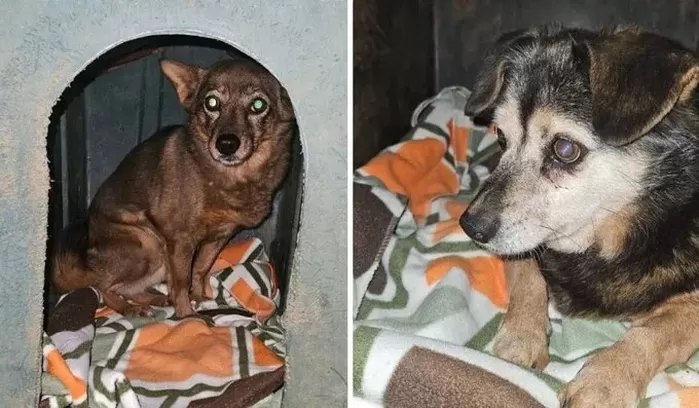 교도소 및 구치소에서 사용되던 낡은 담요가 유기동물보호소의 동물들에게 전달됐다. 동물구조단체 팅커벨프로젝트의 황동열 대표는 “냉난방이 안 되는 야외 견사에 개들에겐 모포 한장...