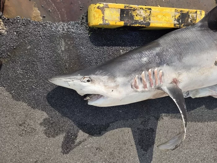 아열대어종 흰배환도상어 / 부산 해경 