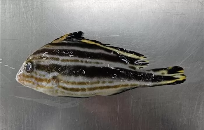 아열대어종 청황돔 / 국립수산과학원