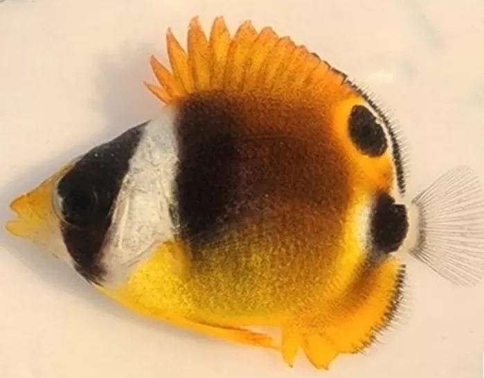 룰나비고기 / 국립수산과학원