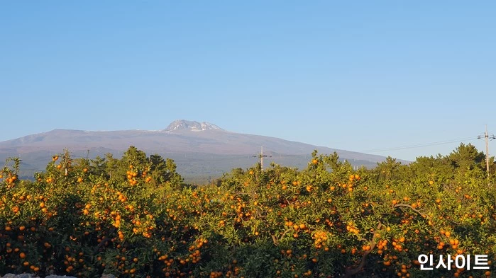 올해부터 미국산 귤 수입 관세 0%... 제주 감귤농가들 위기