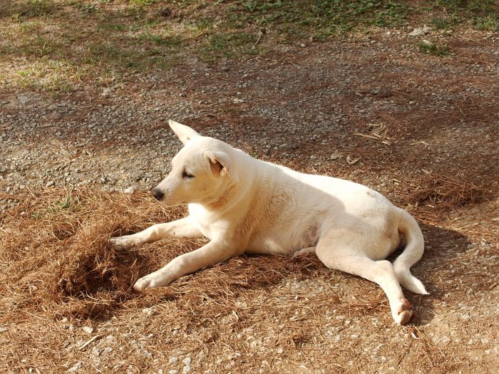 ‘들개’로 오인해 포획된 만삭 반려견... 결국 ‘안락사’ 당했다