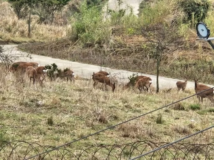 전남 영광군 안마도 꽃사슴들이 먹이를 섭취하고 있는 모습. 영광군 제공