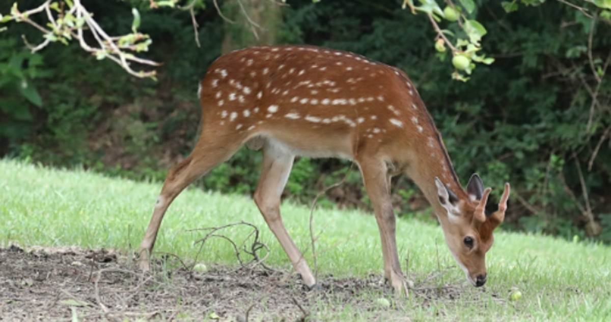 녹용 욕심에 키우다가 버린 꽃사슴, 국내 1000마리 넘어... 이제는 ...