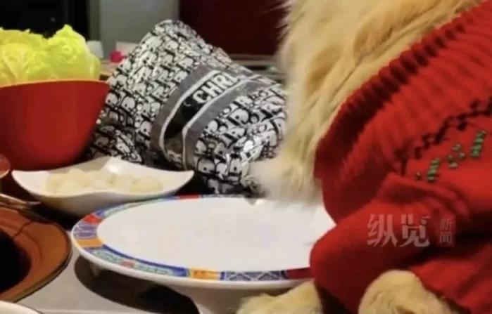 중국 유명 훠궈 식당 테이블에 앞발을 올린 채 접시의 음식을 먹고 있는 개. 중국 QQ닷컴 캡처