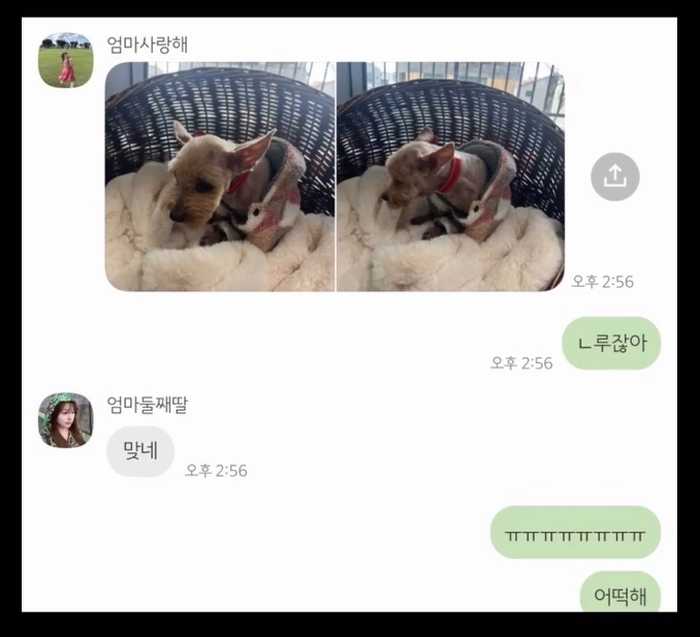 origin_이미죽은줄알았어요…6년전잃어버린반려견이돌아왔다 (3).jpg