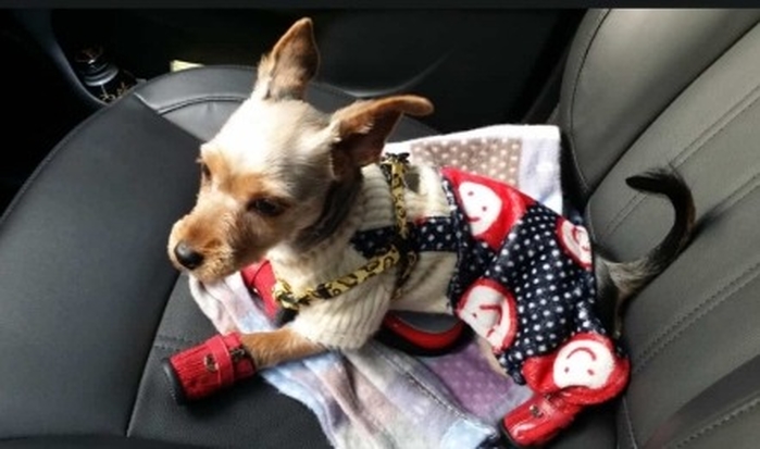 origin_이미죽은줄알았어요…6년전잃어버린반려견이돌아왔다 (2).jpg