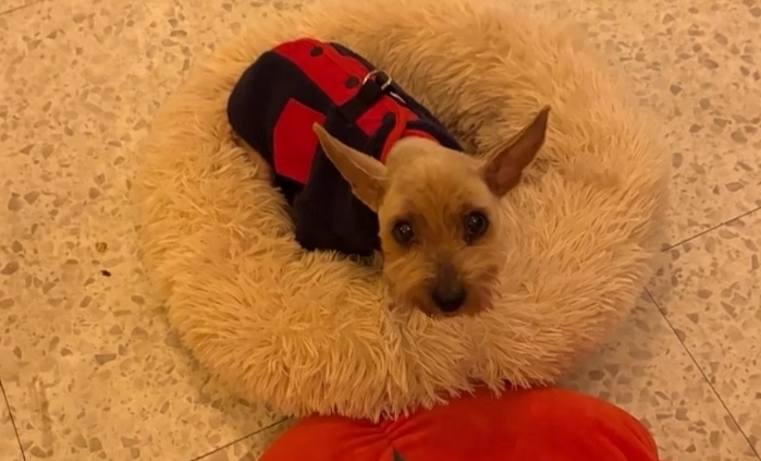 origin_이미죽은줄알았어요…6년전잃어버린반려견이돌아왔다 (4).jpg