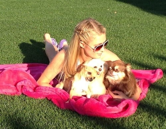 인스타그램 'hiltonpets'