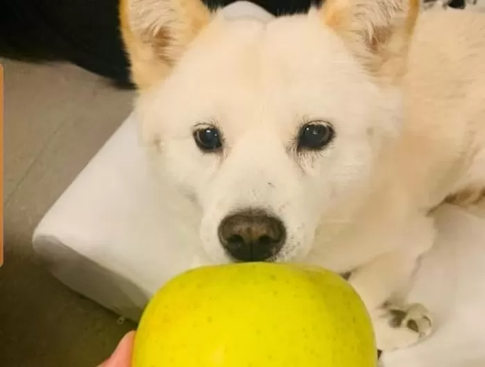 국민의힘 대선 주자 윤석열 전 검찰총장의 반려견들의 일상을 소개하는 토리스타그램에 21일 올라온 사진. /인스타그램