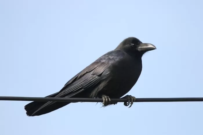 큰부리까마귀. 환경부 제공