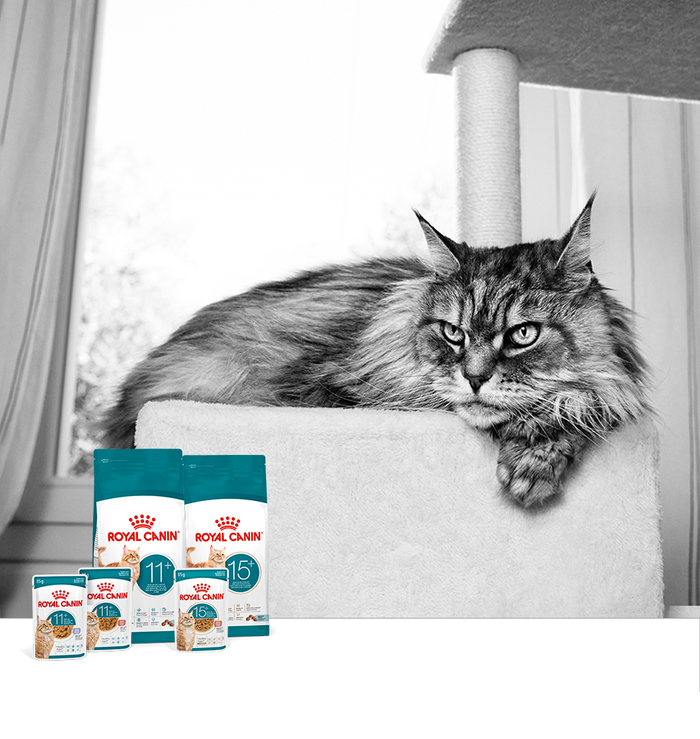 [사진자료] 로얄캐닌, 노령묘 맞춤 영양 신제품 ‘캣 에이징 11+’ 및 ‘캣 에이징 15+’ 출시.jpg