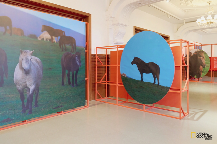 [참고 이미지 02] 말의 해 기념 특별전 ‘말, 영원의 질주’에 전시된 제주마 사진 작품.jpg