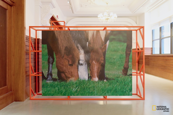 [참고 이미지 01] 말의 해 기념 특별전 ‘말, 영원의 질주’에 전시된 제주마 사진 작품.jpg