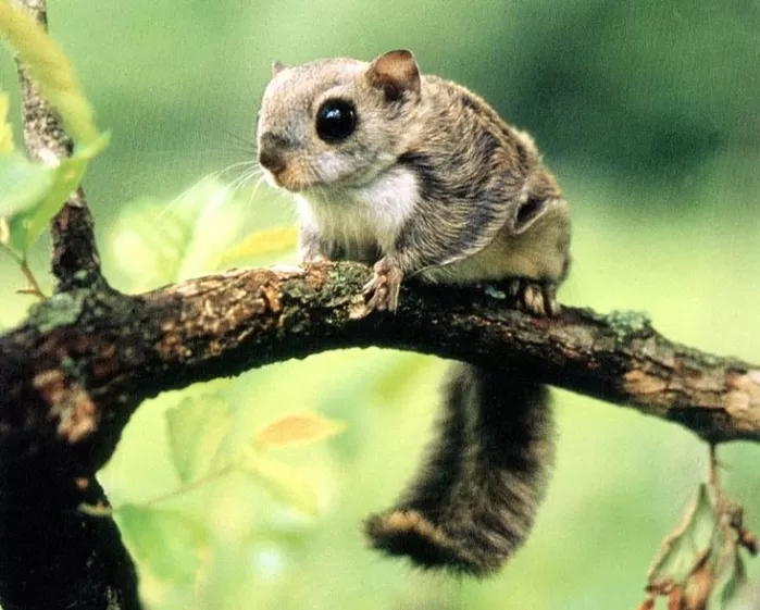 하늘다람쥐. 문화재청 제공