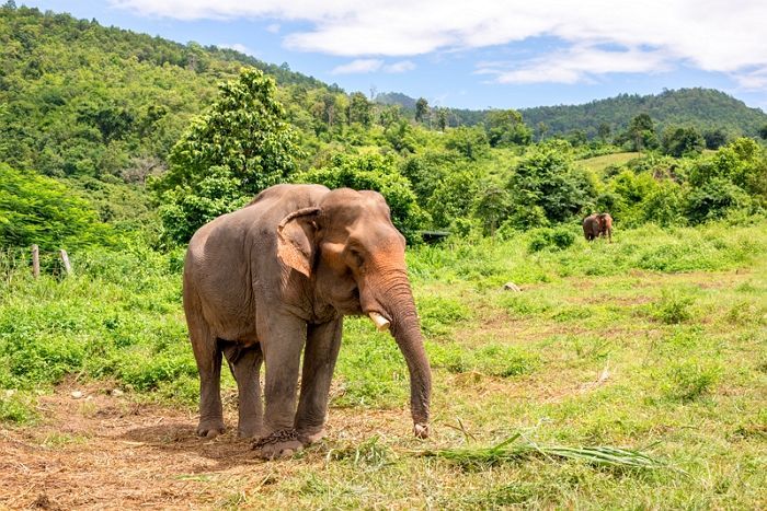 스트레스·폭염에 시달리다 수명 절반도 살지 못하고 세상 떠난 서울대공원 코끼리