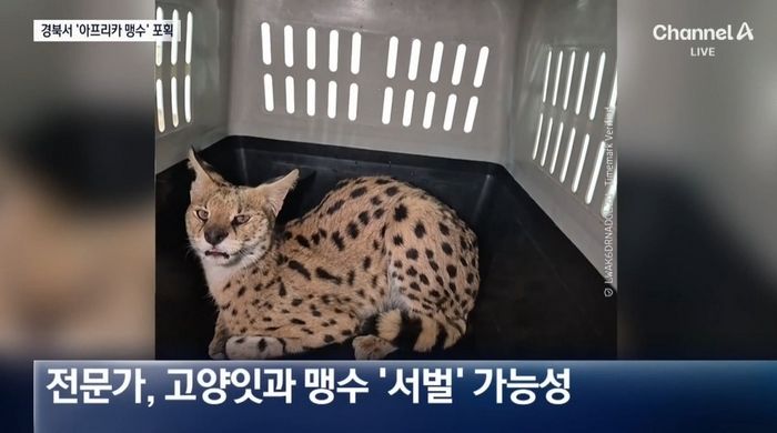 경북 야산에서 아프리카 맹수 ‘서벌’ 출몰... 무슨 일? (영상)