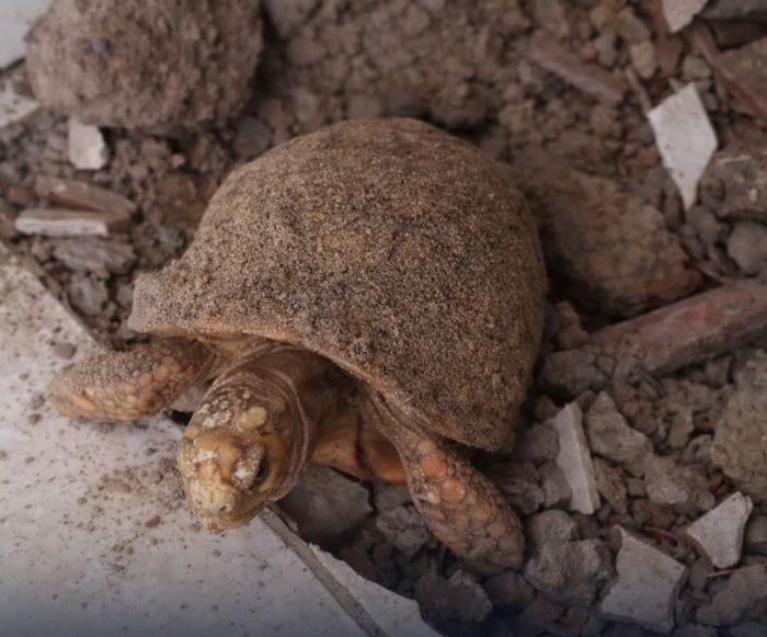 13년간 주택 바닥에 갇혀있던 거북이... 리모델링 공사 중 ‘기적의 생환’ (영상)