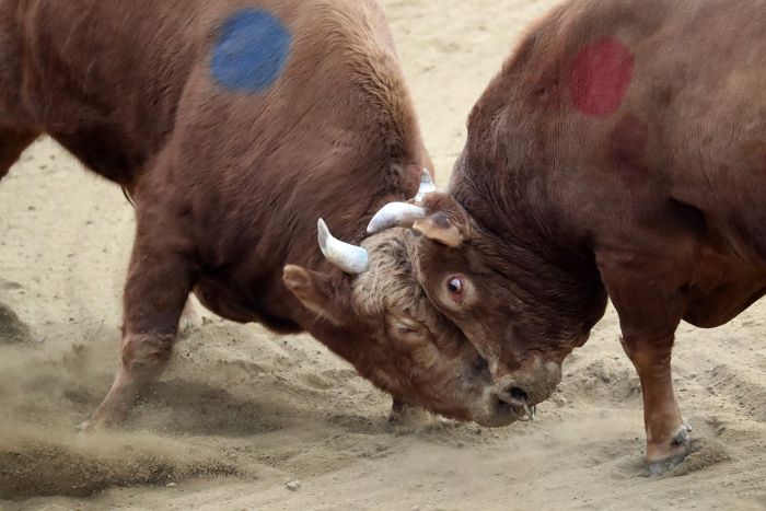 “다친 소도 약물 맞고 출전”... 정부, 동물학대 논란 청도 소싸움 실태조사 나서