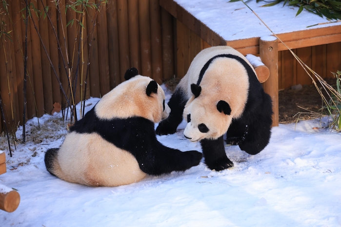 4. 에버랜드, 눈 덮인 '판다 세컨하우스'에서 즐거운 시간을 보내는 루이바오(우)와 후이바오(좌).jpg