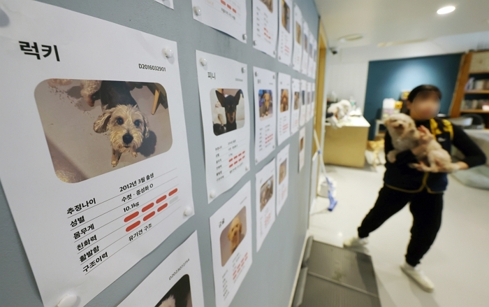 origin_반려인구1500만시대버려지는유기견들.jpg