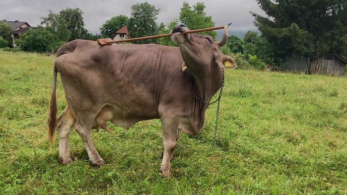 mmc4 - frame at 1m46s.jpg