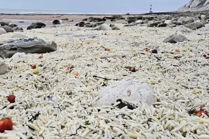 폭풍으로 떨어진 컨테이너, 영국 휴양도시 해변을 감자튀김 바다로