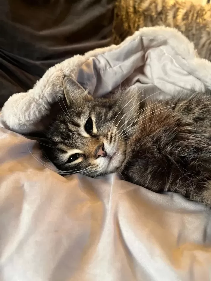 Nora, a fluffy brown tabby cat, lies comfortably on light-colored bedding, resting her head on a ...